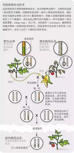 如果你不能接受转基因,基因编辑食品你敢吃吗?|转基因|基因编辑|食物_新浪科技_新浪网